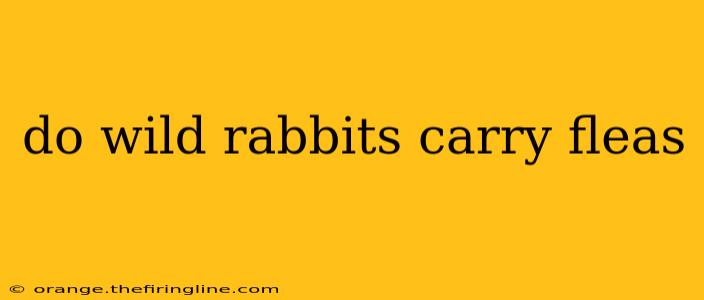 do wild rabbits carry fleas