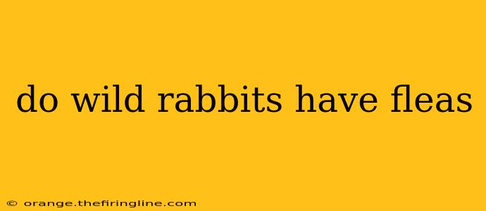 do wild rabbits have fleas