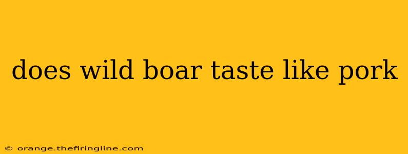 does wild boar taste like pork