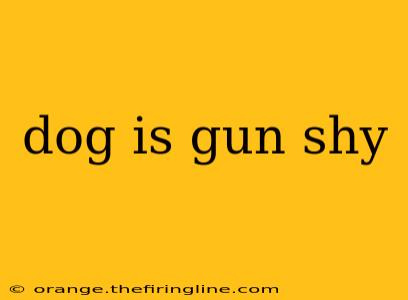 dog is gun shy