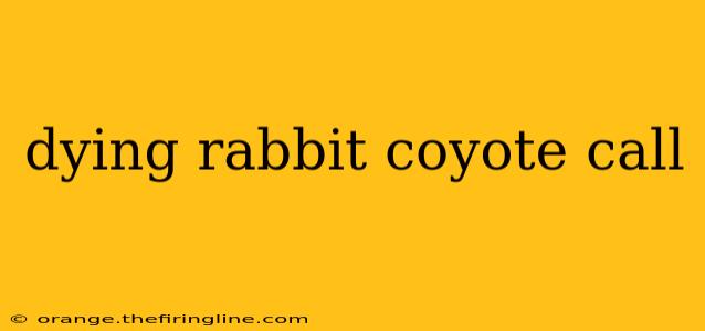 dying rabbit coyote call