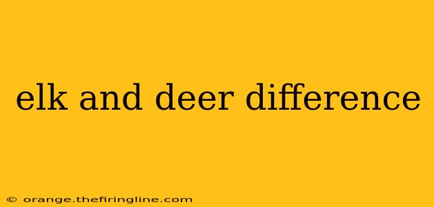 elk and deer difference