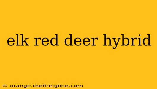 elk red deer hybrid