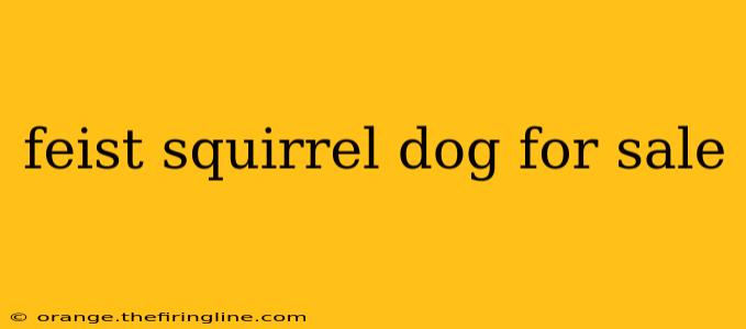 feist squirrel dog for sale