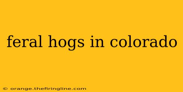 feral hogs in colorado