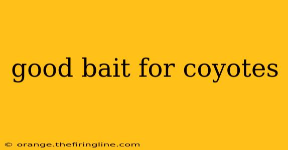 good bait for coyotes