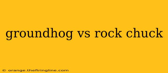 groundhog vs rock chuck