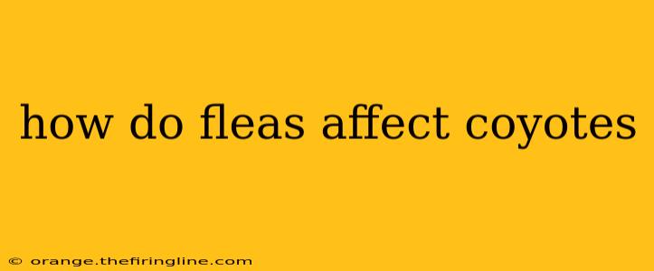 how do fleas affect coyotes