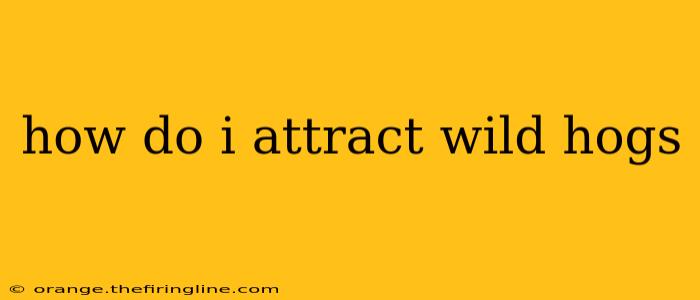 how do i attract wild hogs