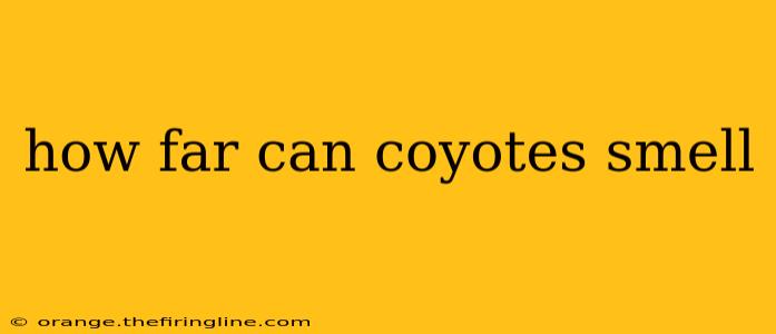 how far can coyotes smell