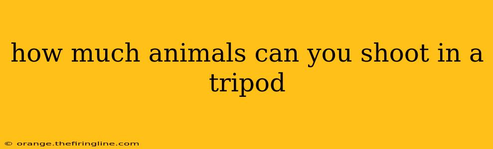 how much animals can you shoot in a tripod