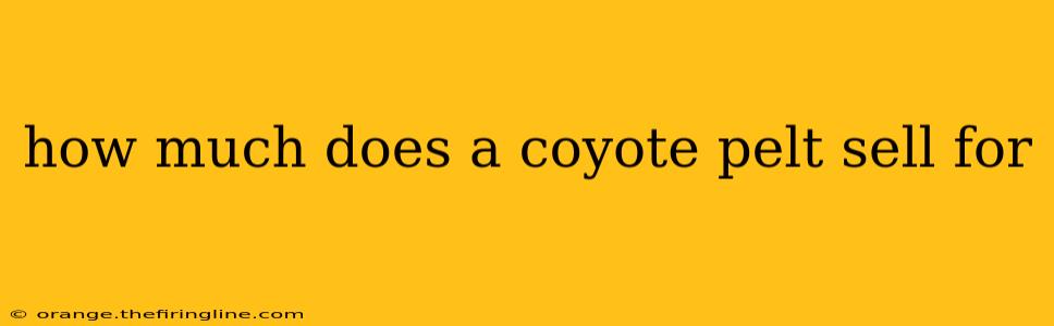 how much does a coyote pelt sell for