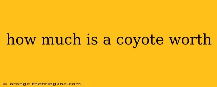 how much is a coyote worth