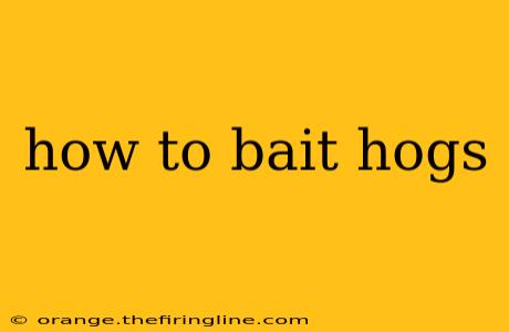 how to bait hogs