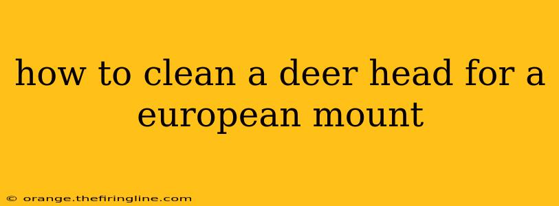 how to clean a deer head for a european mount