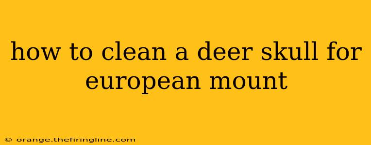 how to clean a deer skull for european mount