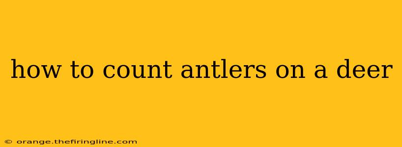 how to count antlers on a deer