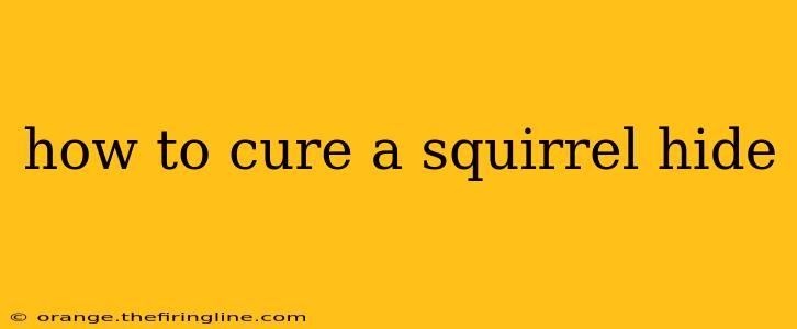 how to cure a squirrel hide