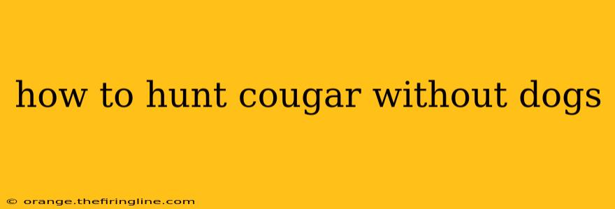 how to hunt cougar without dogs