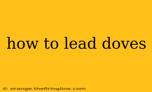 how to lead doves