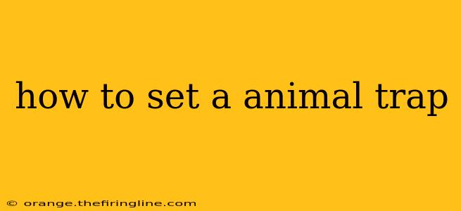 how to set a animal trap