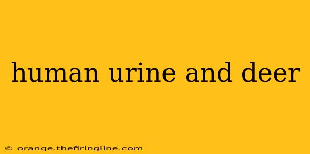 human urine and deer