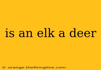 is an elk a deer