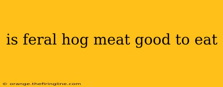 is feral hog meat good to eat