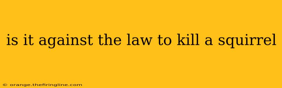 is it against the law to kill a squirrel