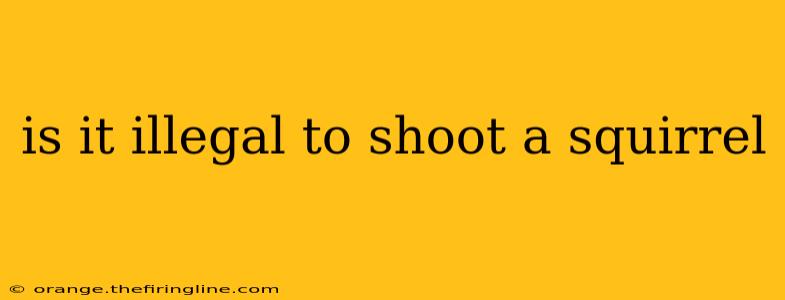 is it illegal to shoot a squirrel