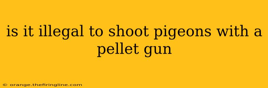 is it illegal to shoot pigeons with a pellet gun