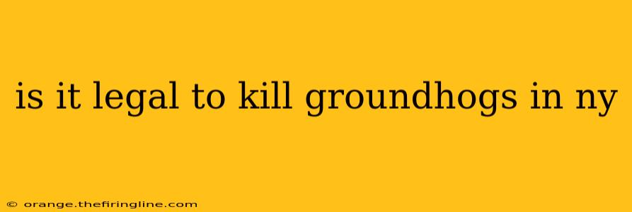 is it legal to kill groundhogs in ny