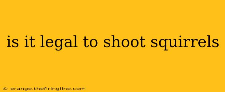 is it legal to shoot squirrels