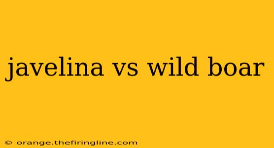 javelina vs wild boar