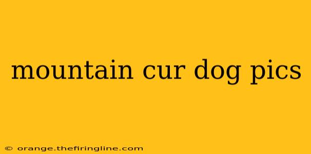 mountain cur dog pics