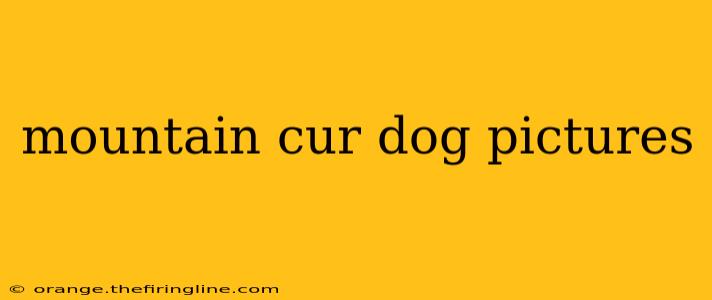 mountain cur dog pictures