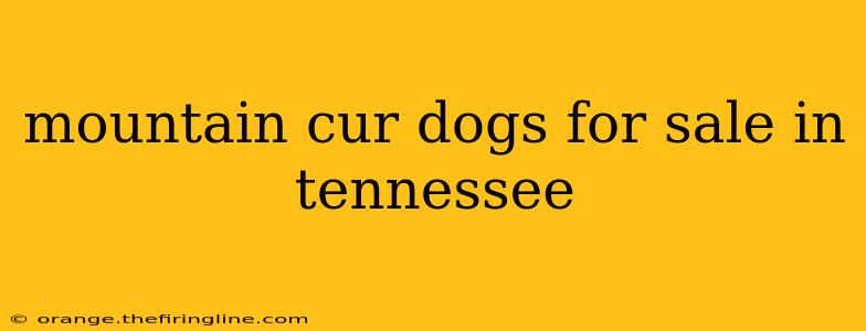 mountain cur dogs for sale in tennessee