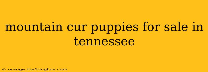 mountain cur puppies for sale in tennessee