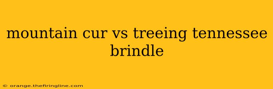 mountain cur vs treeing tennessee brindle