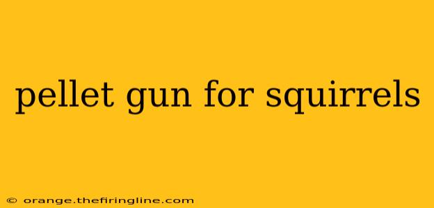 pellet gun for squirrels