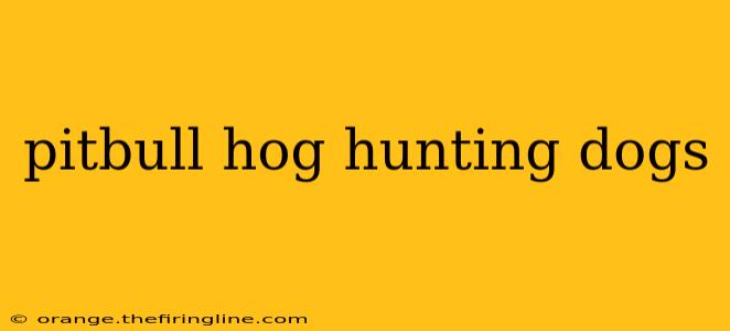 pitbull hog hunting dogs