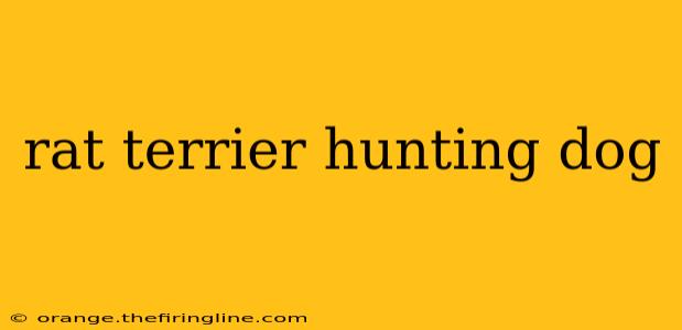 rat terrier hunting dog