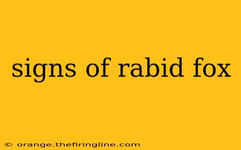 signs of rabid fox