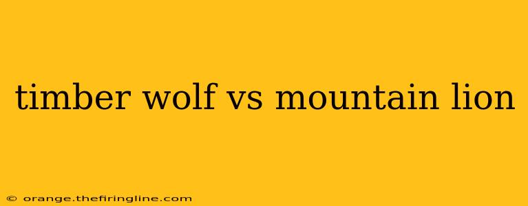 timber wolf vs mountain lion