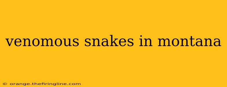 venomous snakes in montana