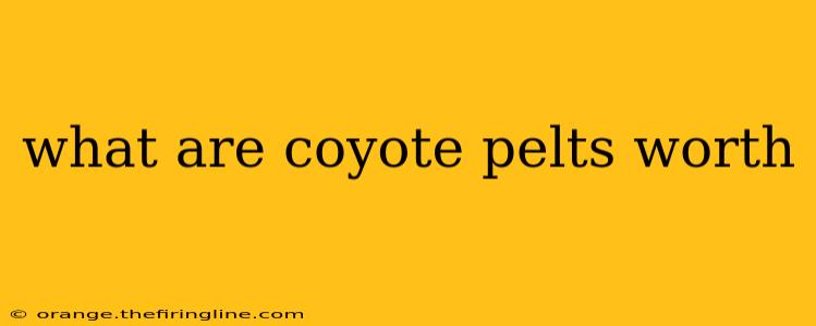 what are coyote pelts worth