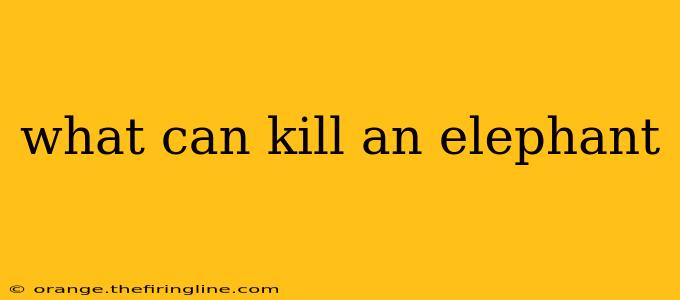 what can kill an elephant