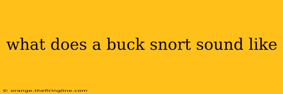 what does a buck snort sound like