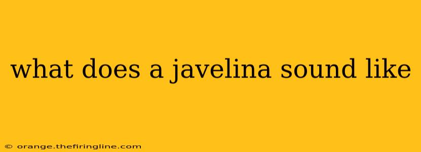 what does a javelina sound like