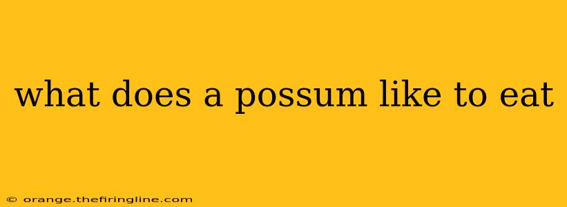 what does a possum like to eat